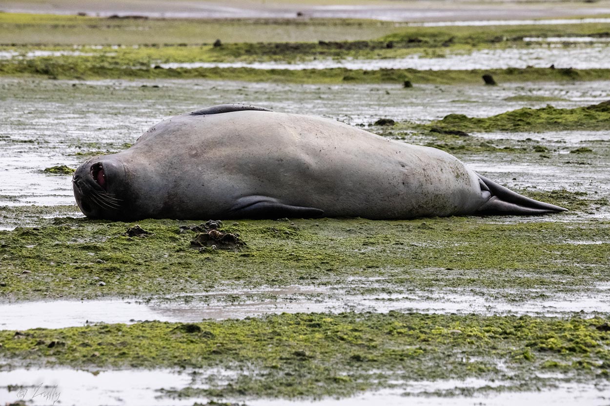 Photo Elefante Marino del Sur