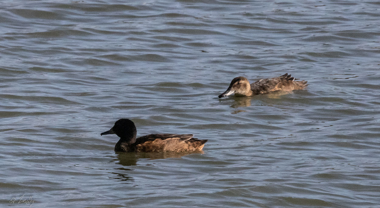 Photo Pato Cabeza Negra