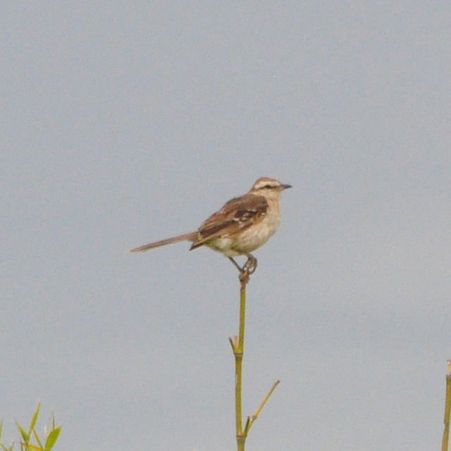 Photo Calandria Grande