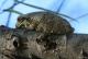 Trachycephalus typhonius