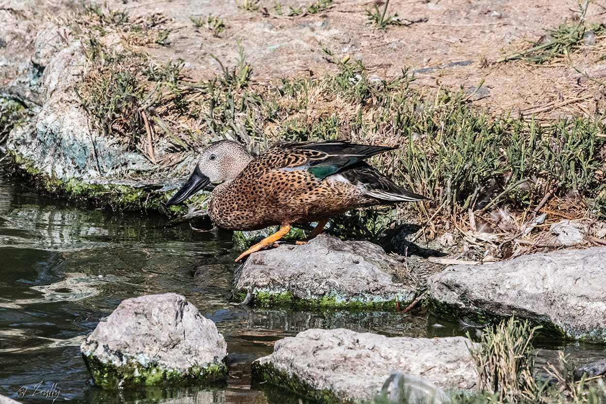 Photo Pato Cuchara