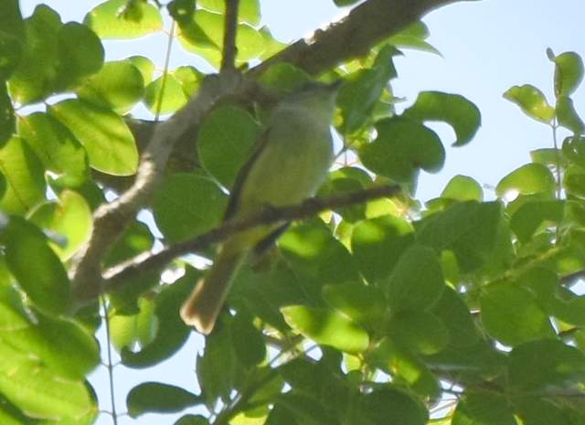 Foto Fiofío Ceniciento
