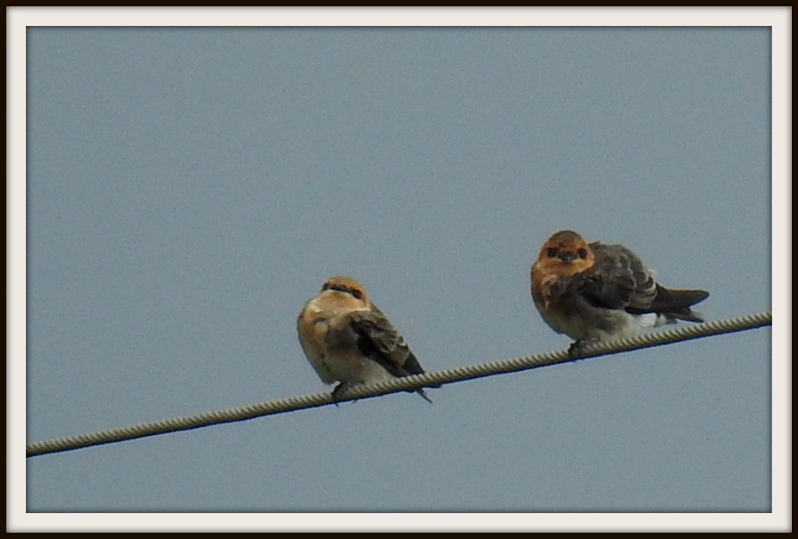 Foto Golondrina Cabeza Rojiza