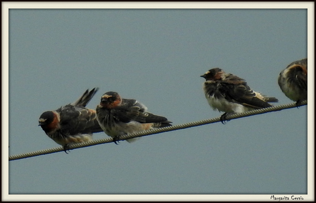 Foto Golondrina Rabadilla Canela