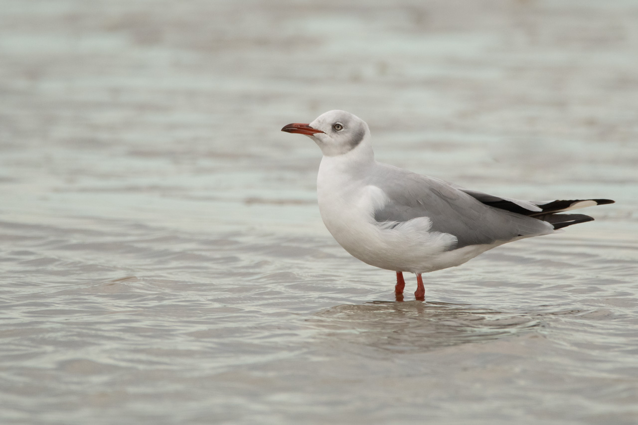 Photo Gaviota Capucho Gris
