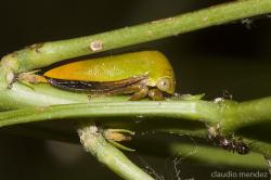  (Stictopelta indeterminata)