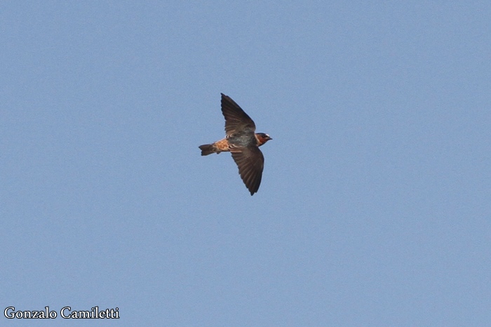 Foto Golondrina Rabadilla Canela
