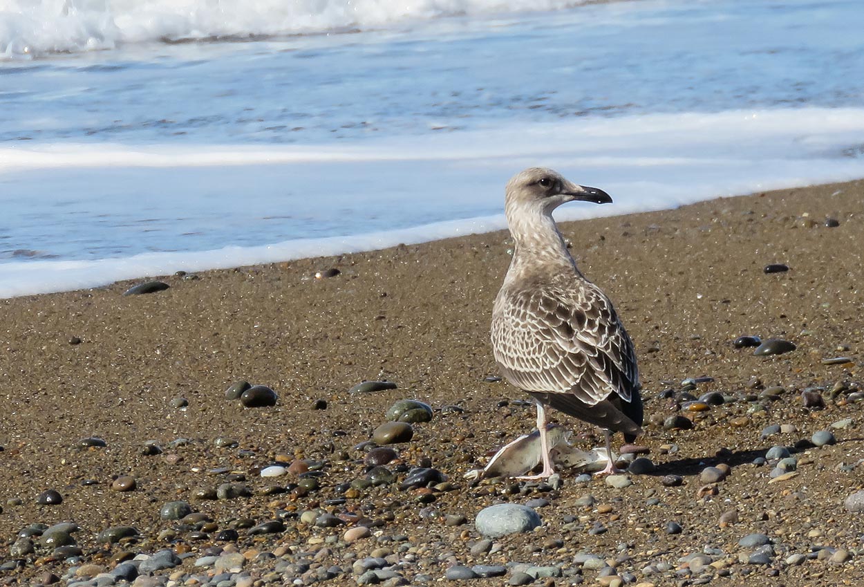 Foto Gaviota Cocinera
