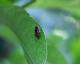 Eristalinus taeniops