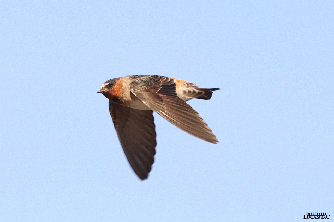 Foto Golondrina Rabadilla Canela