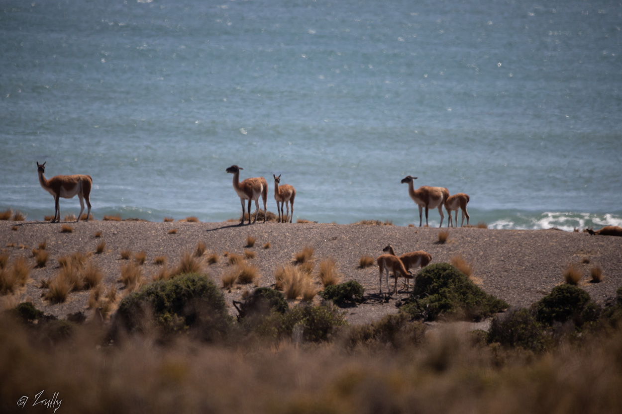 Photo Guanaco