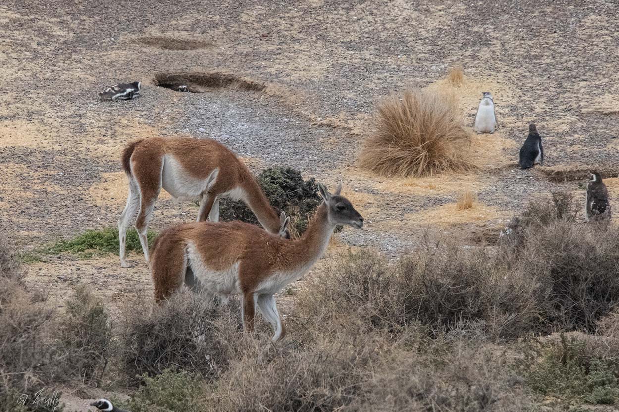 Photo Guanaco