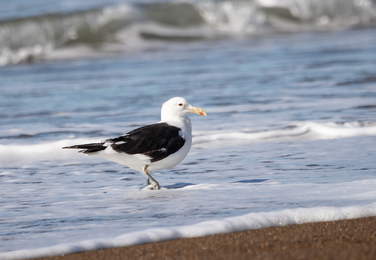 Foto Gaviota Cocinera