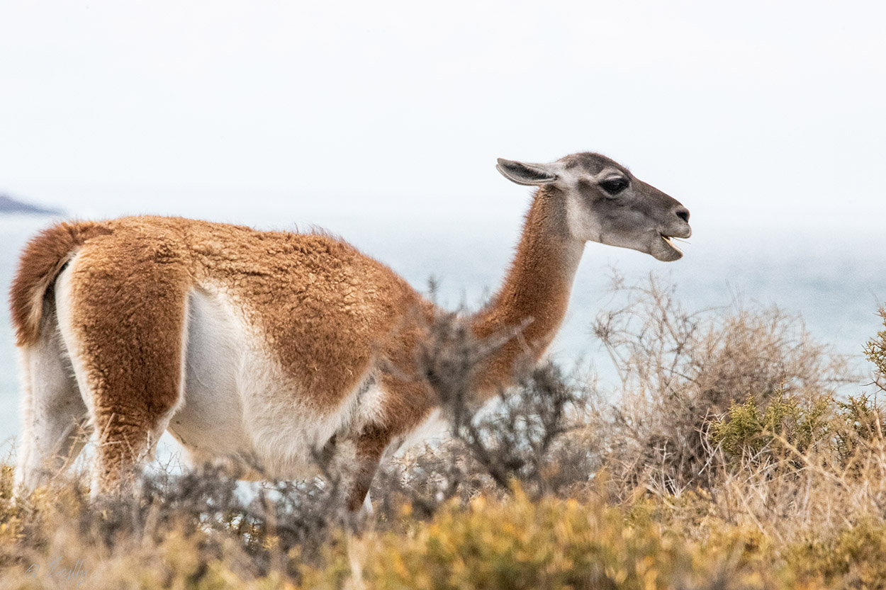 Photo Guanaco