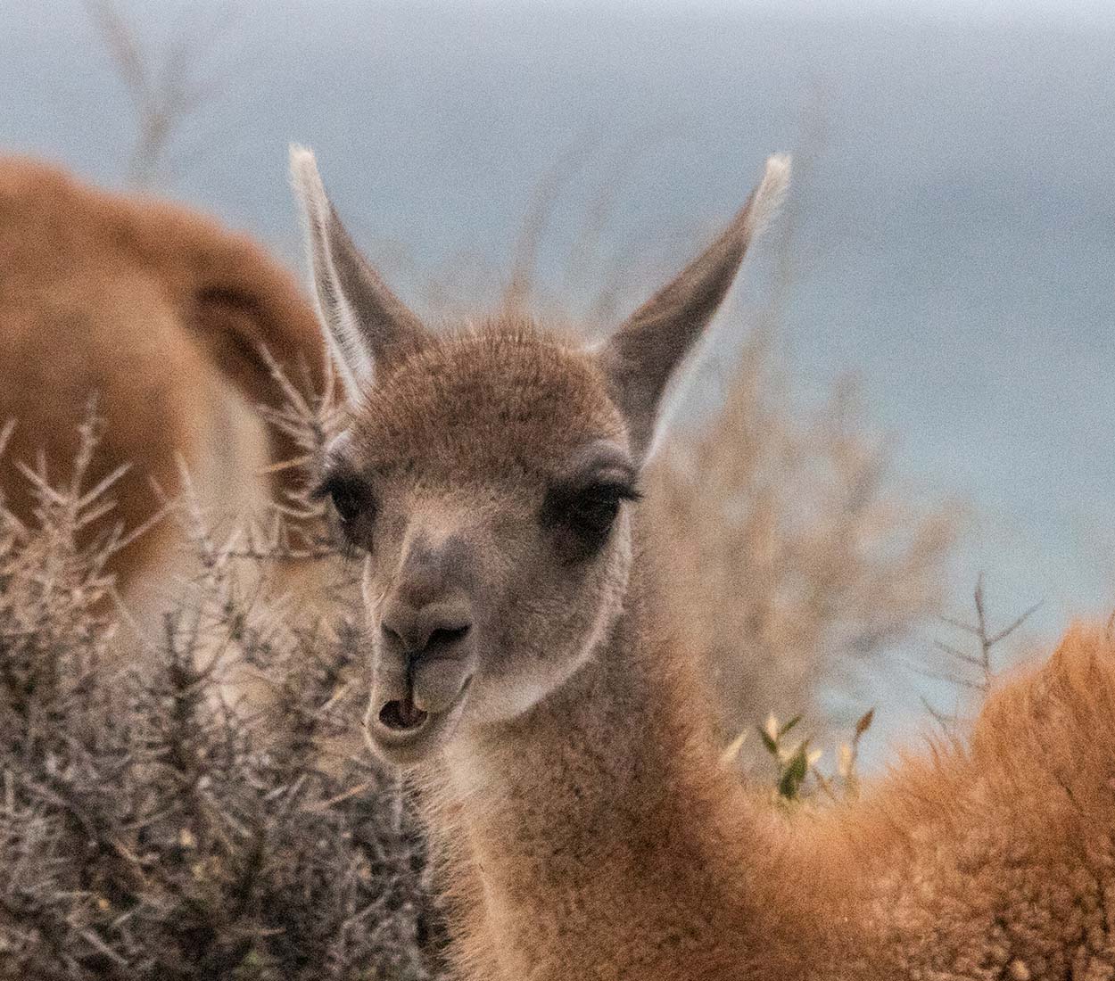 Photo Guanaco