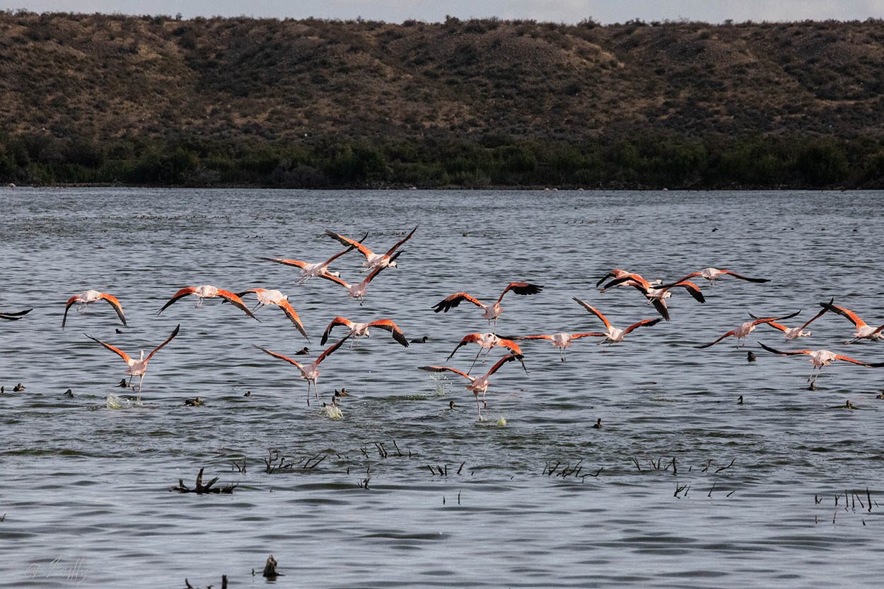 Foto Flamenco Austral