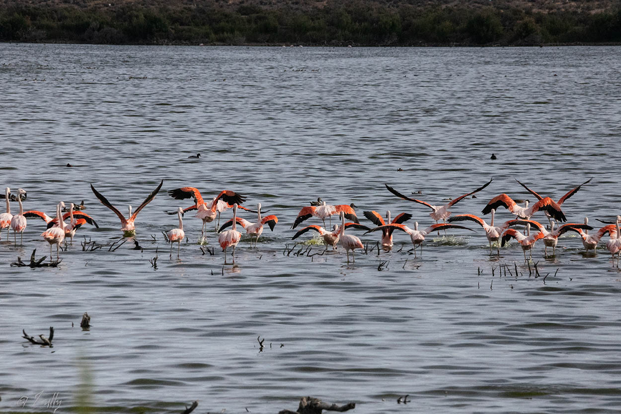Foto Flamenco Austral
