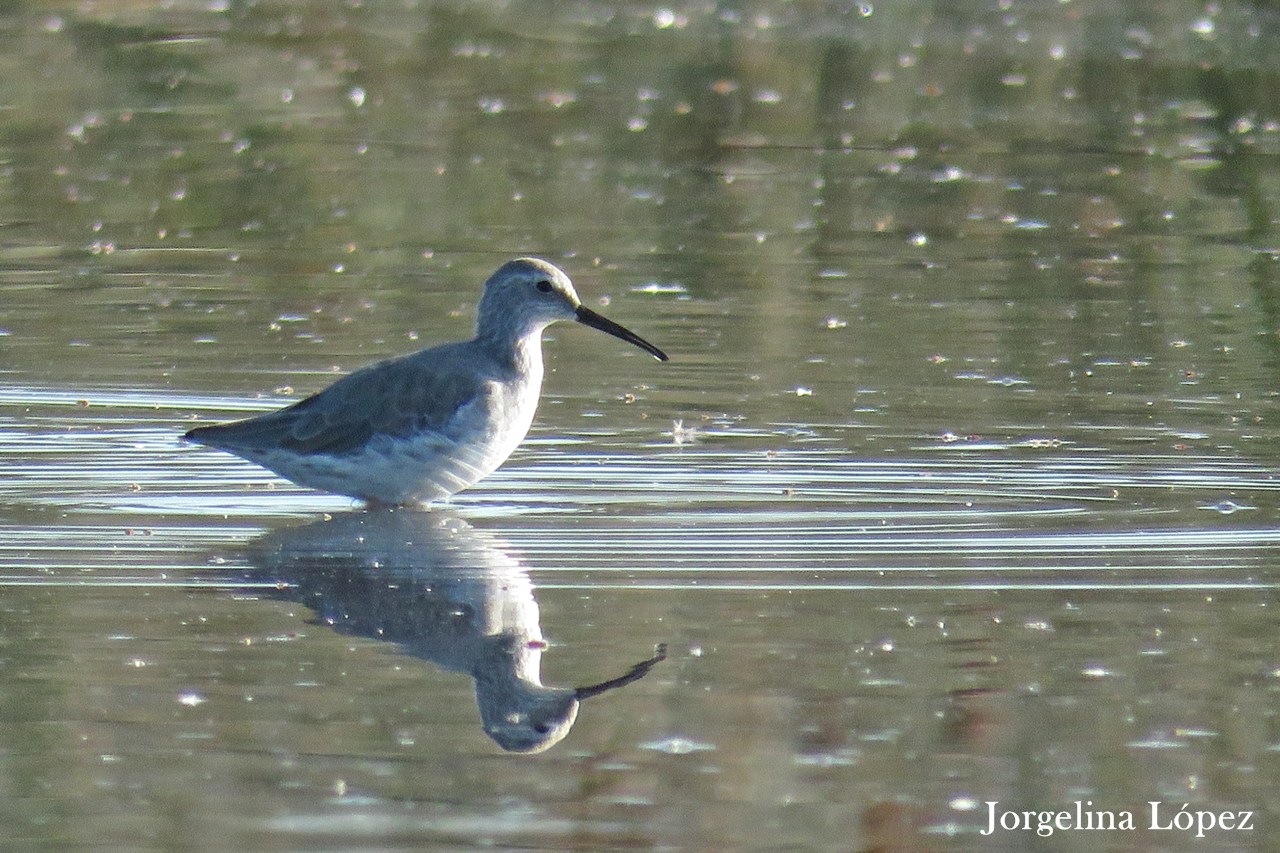 Foto Playerito Zancudo
