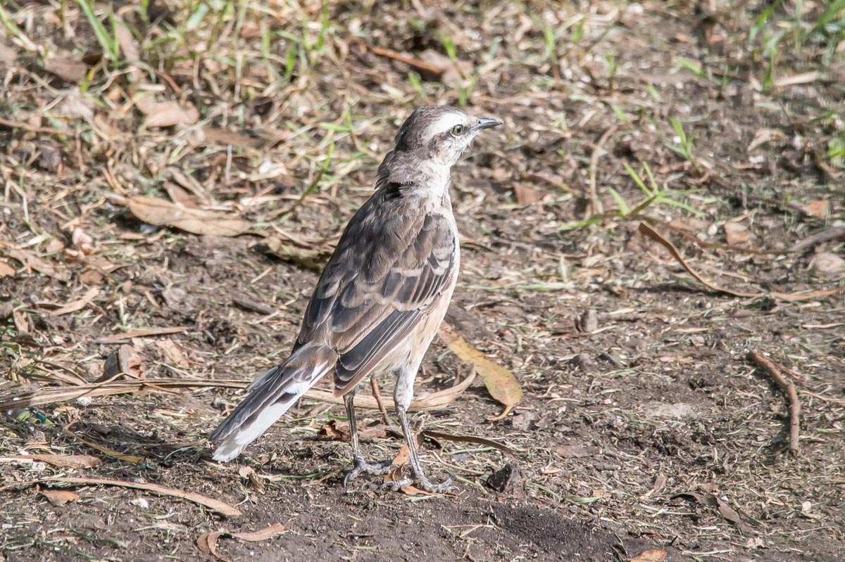 Foto Calandria Grande