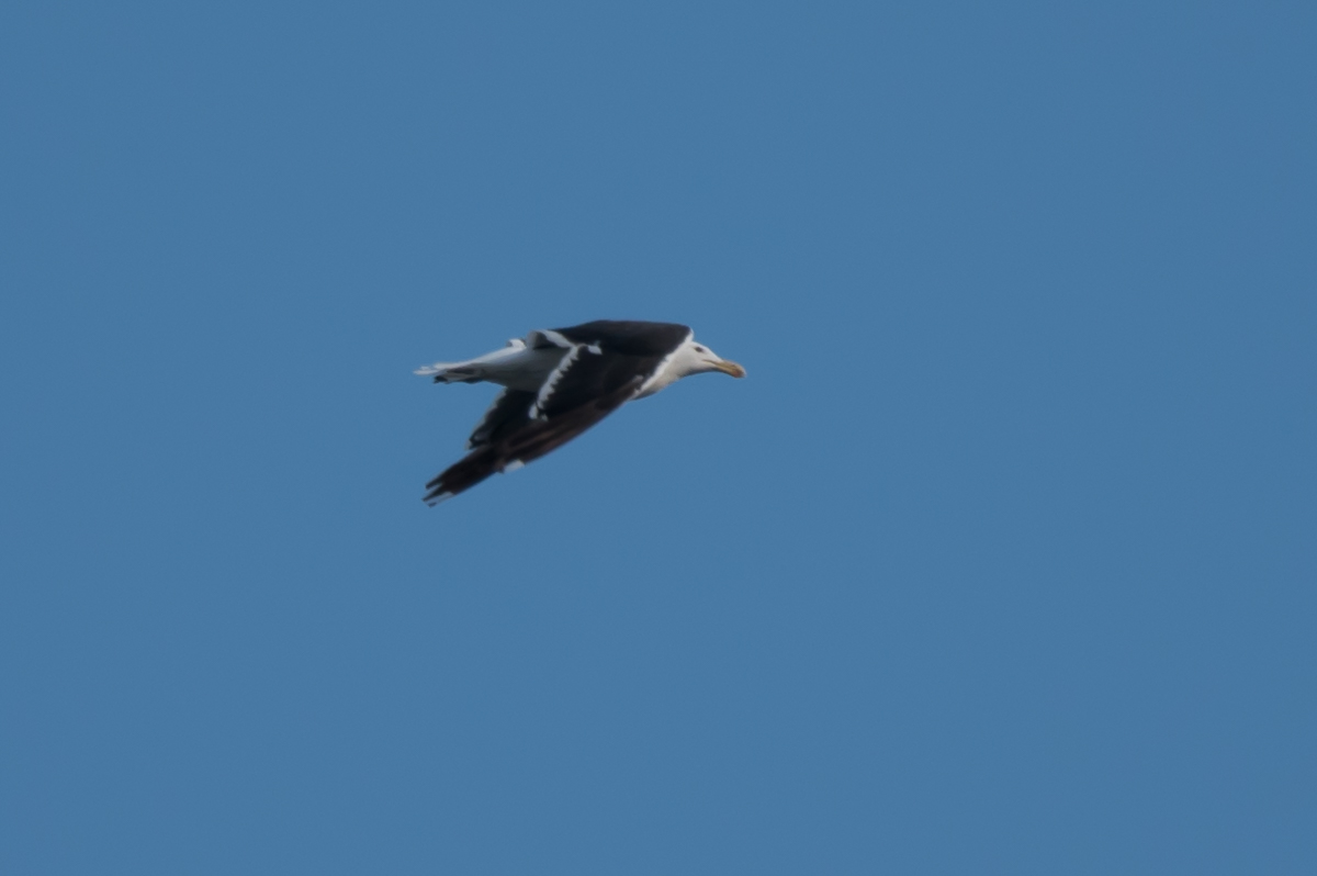Photo Gaviota Cocinera
