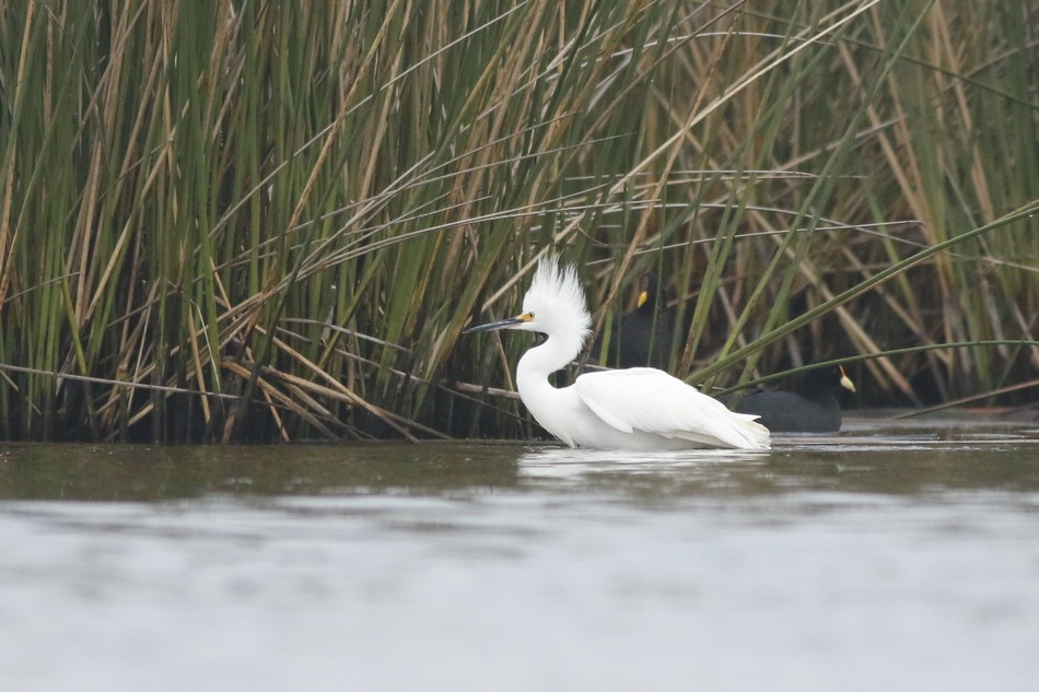 Photo Garcita Blanca