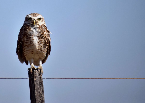 Photo Lechucita Vizcachera