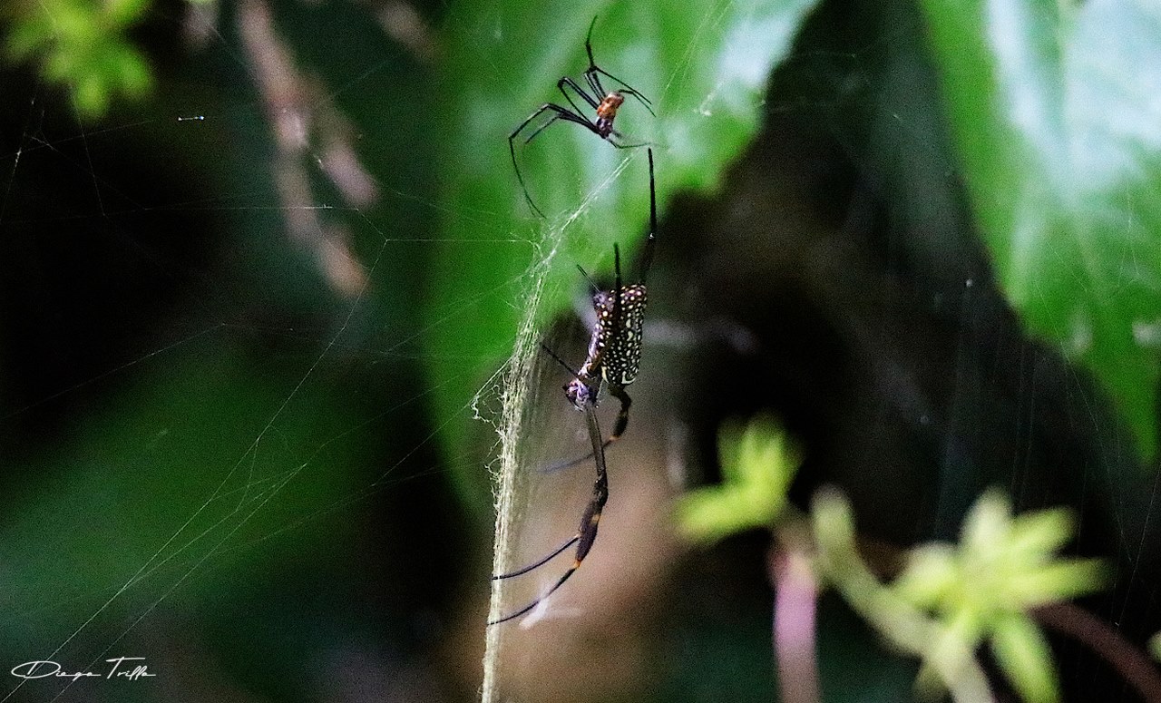 Foto Araña Tejedora Dorada