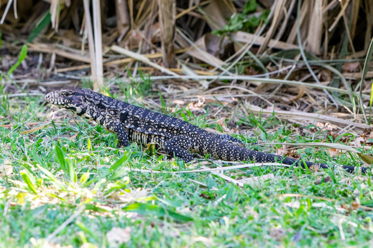 Foto Lagarto Overo