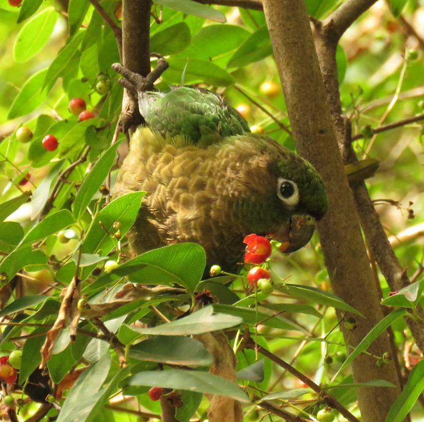 Photo Chiripepé Cabeza Verde