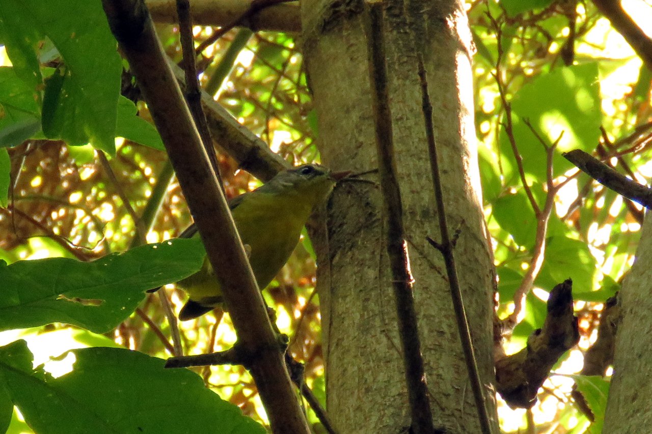 Photo Arañero Coronado Chico