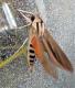Caicus Sphinx Moth ()
