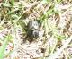 Diloboderus abderus