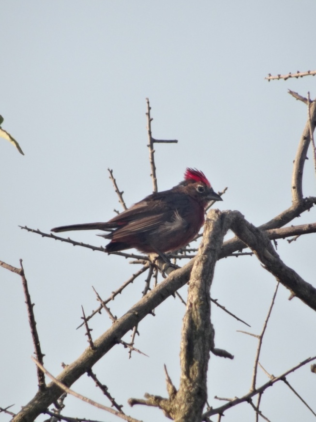 Foto Brasita de Fuego