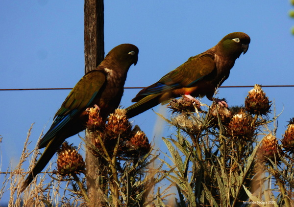Foto Loro Barranquero