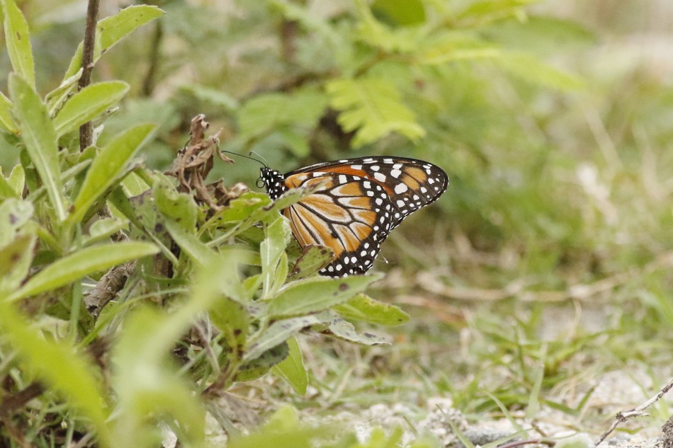 Photo Monarca del Sur