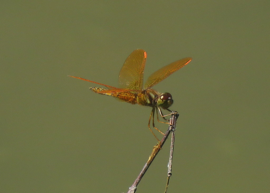 Foto Ambarina del Este