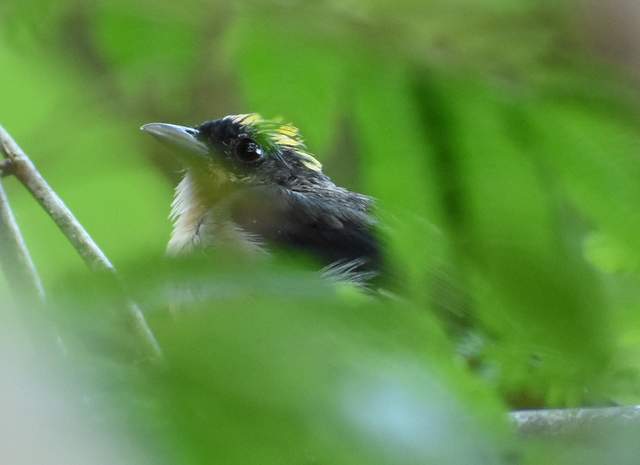 Foto Frutero Corona Amarilla