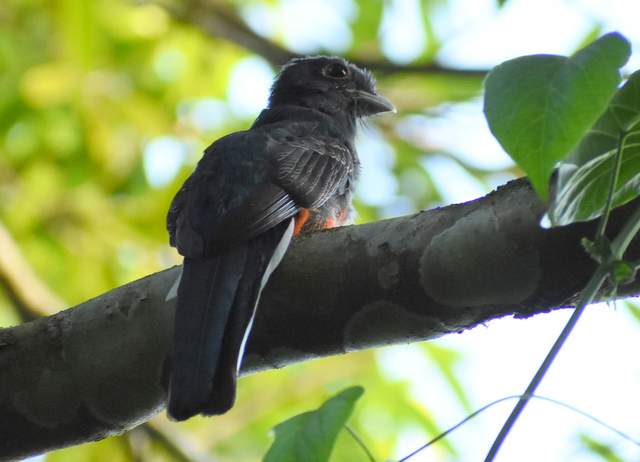 Foto Surucuá Común