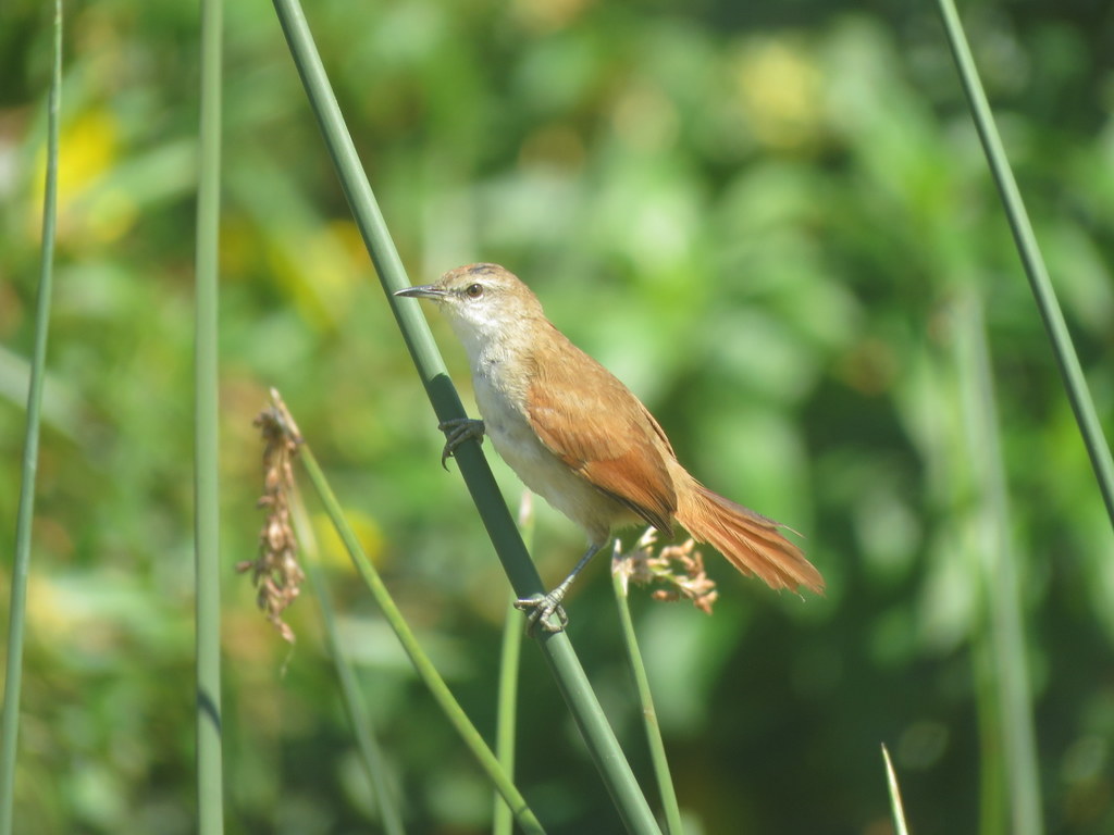 Foto Curutié Colorado