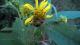Dysdercus sp.