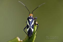  (Carpinteroa notabilis)