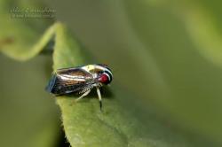  (Eusceloidia v-nigrum)