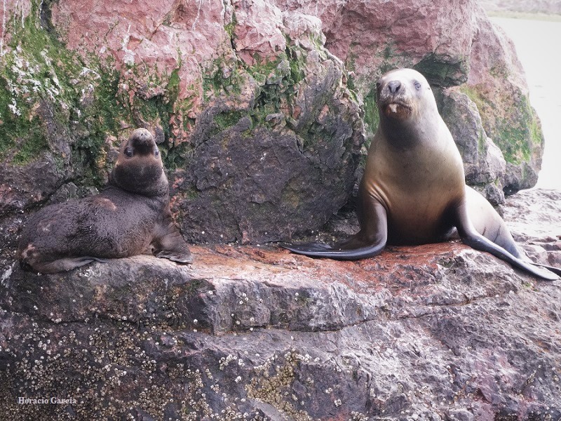 Photo Lobo Marino de Un Pelo