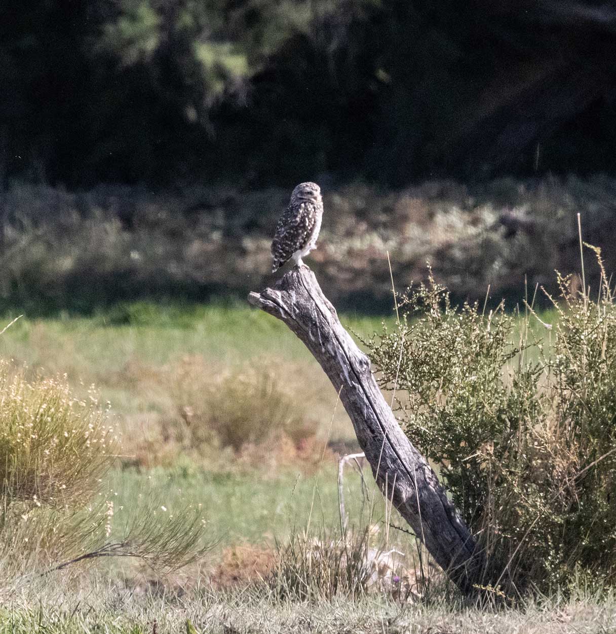 Foto Lechucita Vizcachera