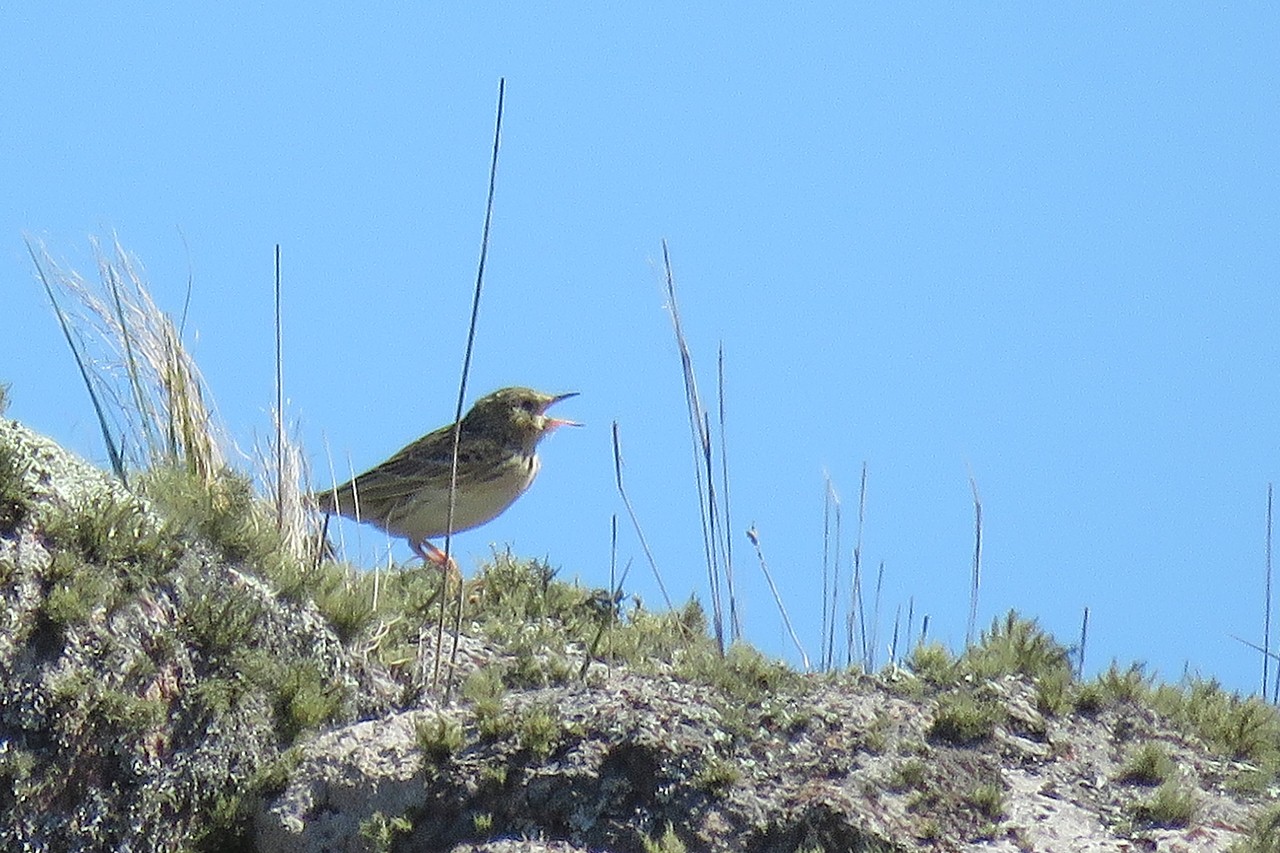 Foto Cachirla Pálida