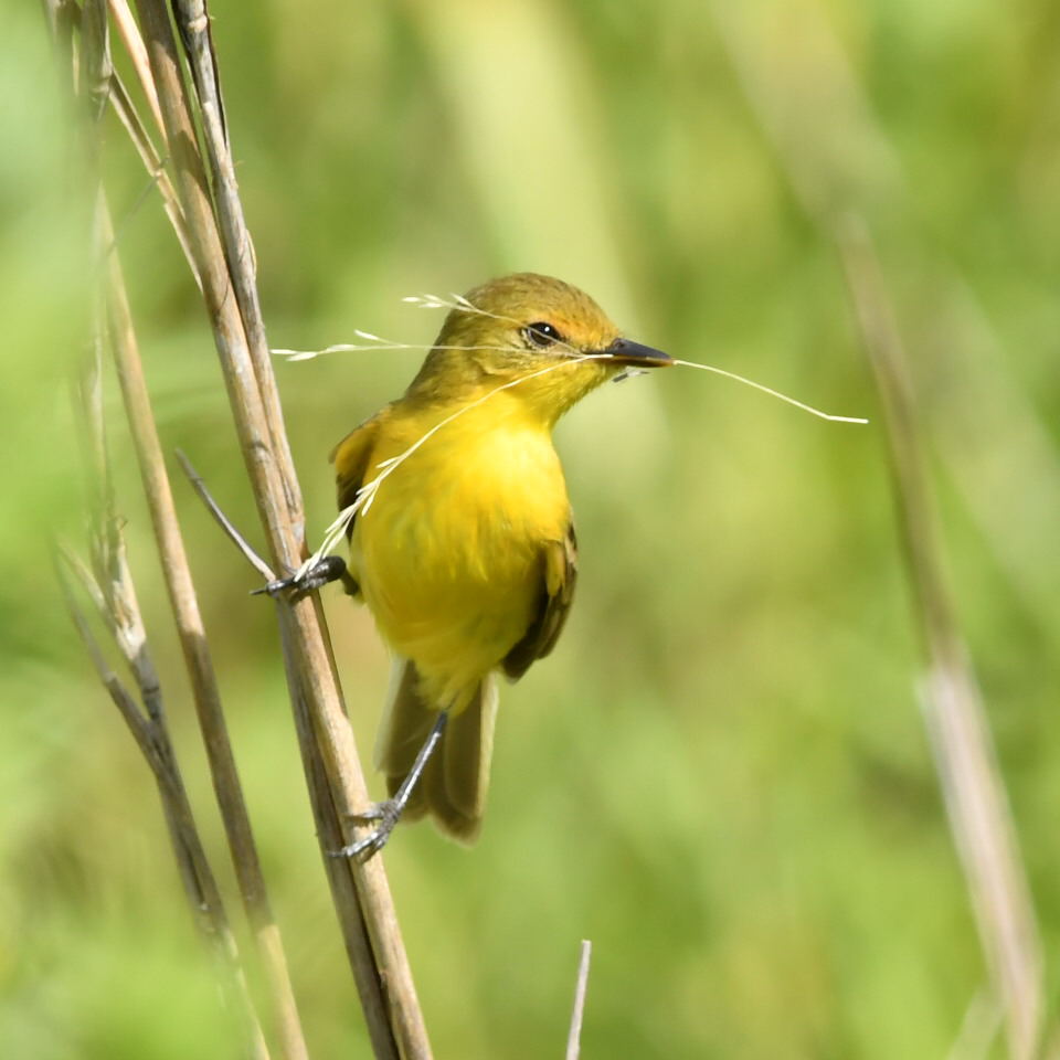 Photo Doradito Oliváceo