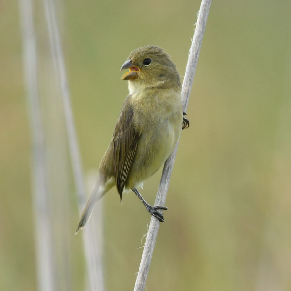 Foto Corbatita Común