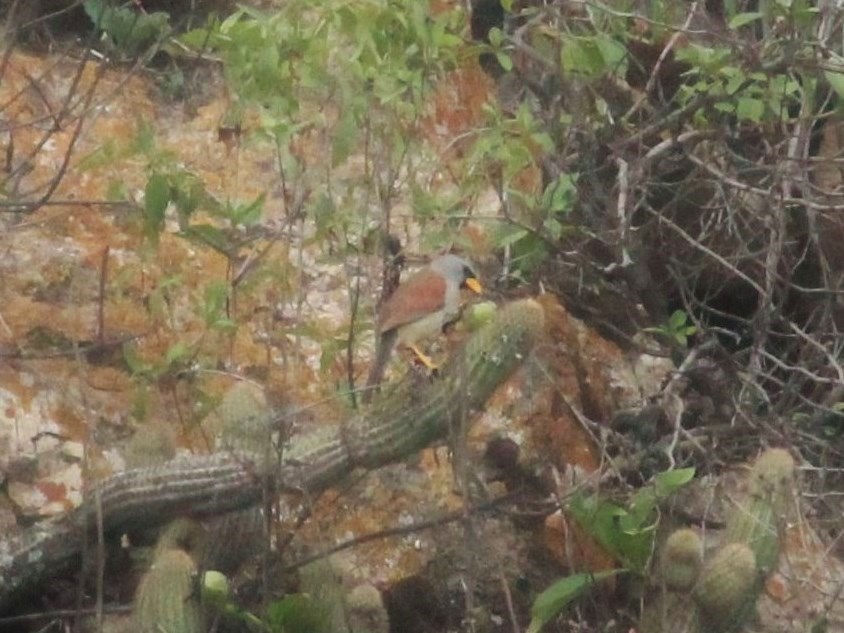 Foto Semillero Inca Grande