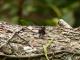 Erythemis attala