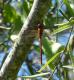 Coryphaeschna perrensi